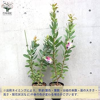 プロテア エキシミア６号 楽天市場】□良品庭木□ ネイティブ プランツ プロテア